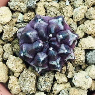 ยิมเดย์ดรีม Gymnocalycium Variegata Daydream (แคคตัส/กระบองเพชร/ตะบองเพชร/cactus)