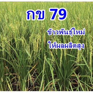 พันธุ์ข้าวกข79ข้าวพื้นนุ่มให้ผลผลิตสูง ชุดทดลองปลูก1กิโลกรัม