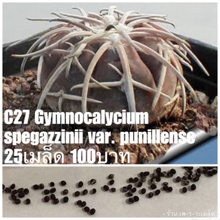 C27 Gymnocalycium spegazzinii var. punillense 25เมล็ด 100บาท