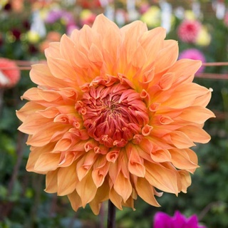 1 เหง้า/ชุุด รักเร่ Dahlia สายพันธุ์ Noordwijks Glorie หัวรักเร่ ดอกไม้ ดอกรักเร่ เหง้า นำเข้า ยุโรป หัวสดใหม่