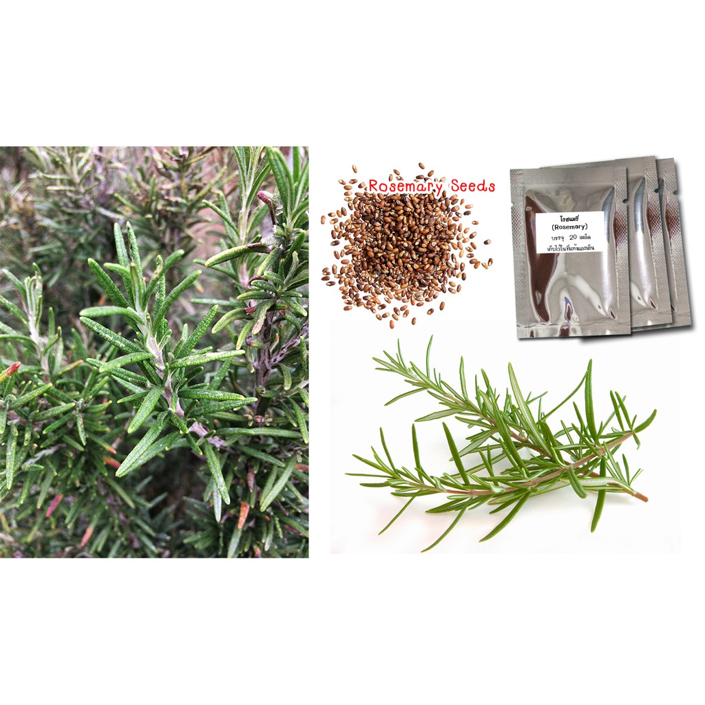 เมล็ดพันธุ์โรสแมรี่ (Rosemary)  20 เมล็ด เมล็ดพันธุ์สมุนไพรฝรั่ง