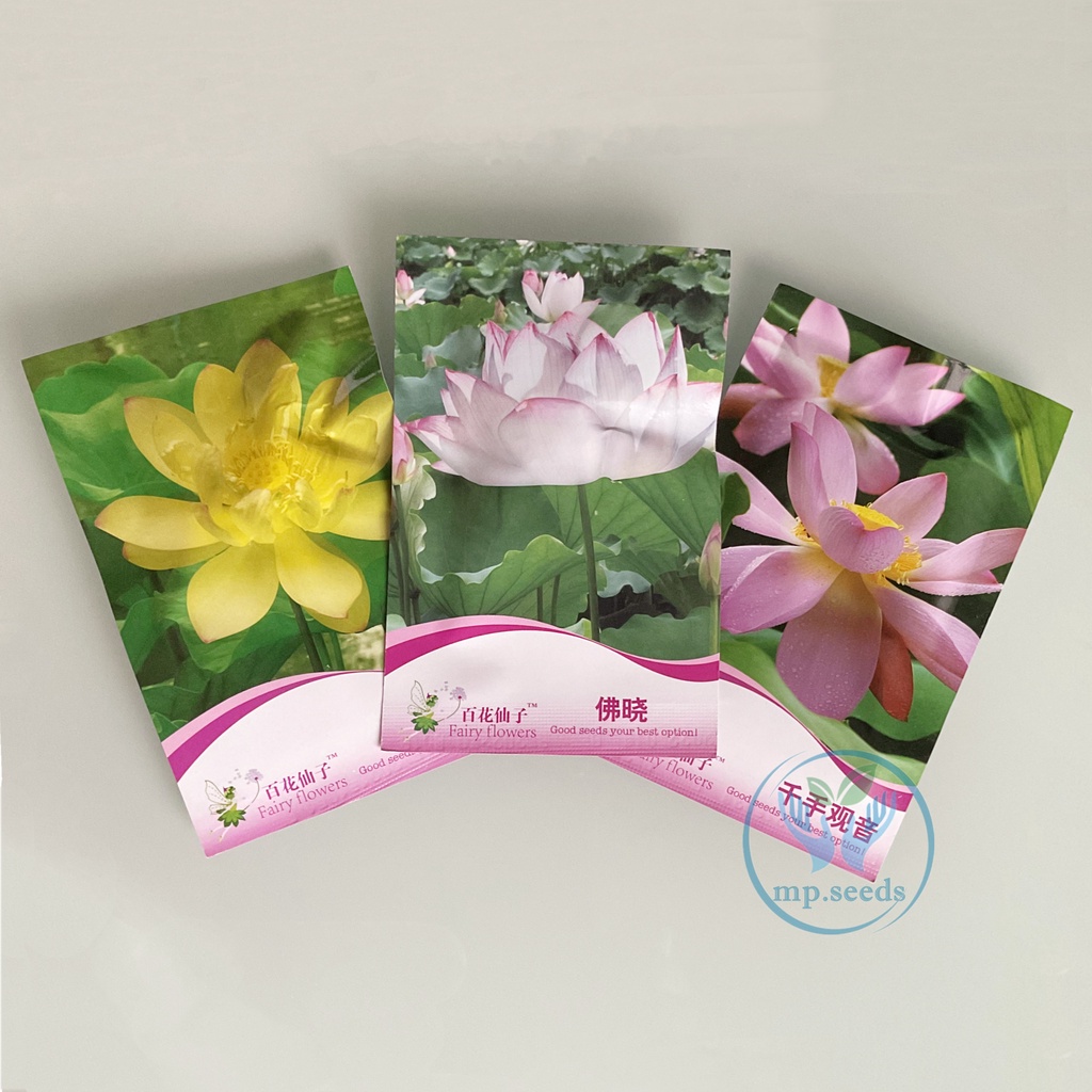 เมล็ดบัวแคระ 4 เมล็ด เมล็ดบัวถ้วย ***ศึกษาวิธีปลูกได้รายละเอียดสินค้า****