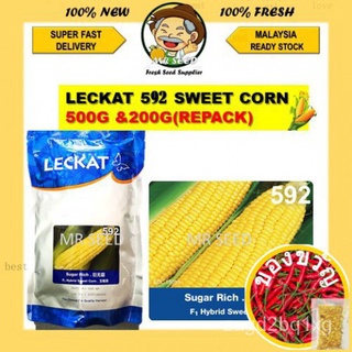 New Stock500G 592 LECKAT SEED JAGUNG MANIS BESAR BIJI BENIH SUGAR RICH SWEET BIG LARGE CORN F1 HYBRID SWEET CORN FRUITทา