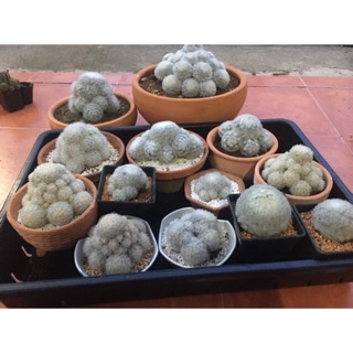 Mammillaria plumosa🕊 ฟอร์มกอ ลุ้นสีดอก