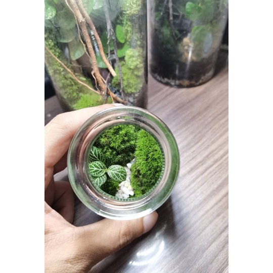 สวนขวดแก้ว(Terrarium)ขนาดเล็กมินิมอล ราคา ถูกที่สุด ดีลบีเคเค แกลเลอรีภาพที่ 2