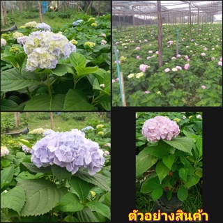 (1ต้น)(vาย ต้นพันธุ์) ลุ้นสี ต้น ดอก ไฮเดรนเยีย hydrangea / ไร่ปั้นดาว