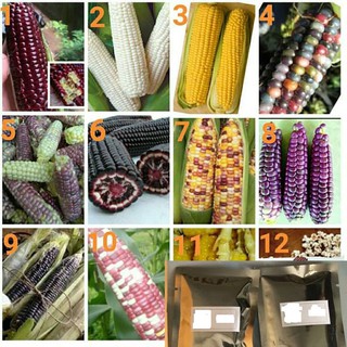 🌽🌽ข้าวโพดสีม่วงหวานทานดิบ