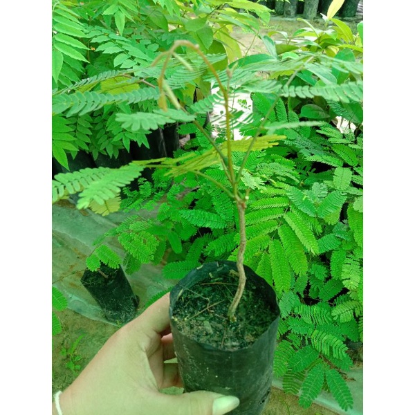 ต้นส้มปล่อย/เพาะเมล็ด/ใช้ในพิธีกรรมต่างๆขาย1ชุด4 ถุง 100฿