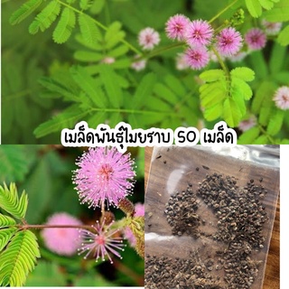 เมล็ดพันธุ์ไมยราบ สมุนไพรพื้นบ้าน 50 เมล็ด