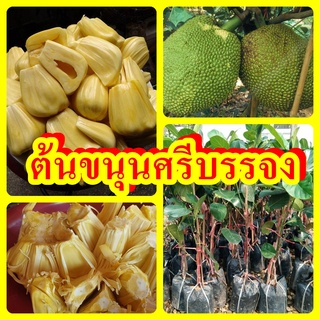 ขนุนศรีบรรจง เนื้อหนา กรอบ หวาน หอม ต้นพันธุ์ทาบกิ่งสูง 40-50 ซม.แข็งแรงพร้อมปลูก รับประกันพันธุ์แท้ 100%