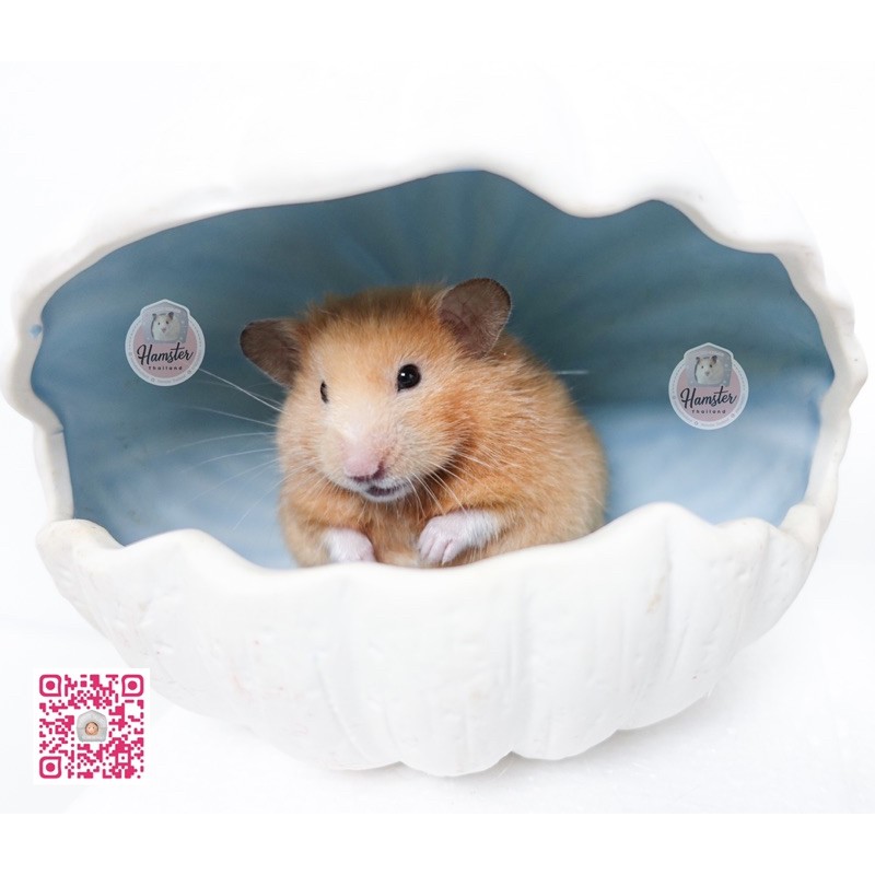💖Hamsterthailand💖 บ้านหอย บ้านเซรามิค สีฟ้าชมพูเหลืองม่วง บ้านแฮมสเตอร์ เม่นแคระ ชูก้าร์ แรท