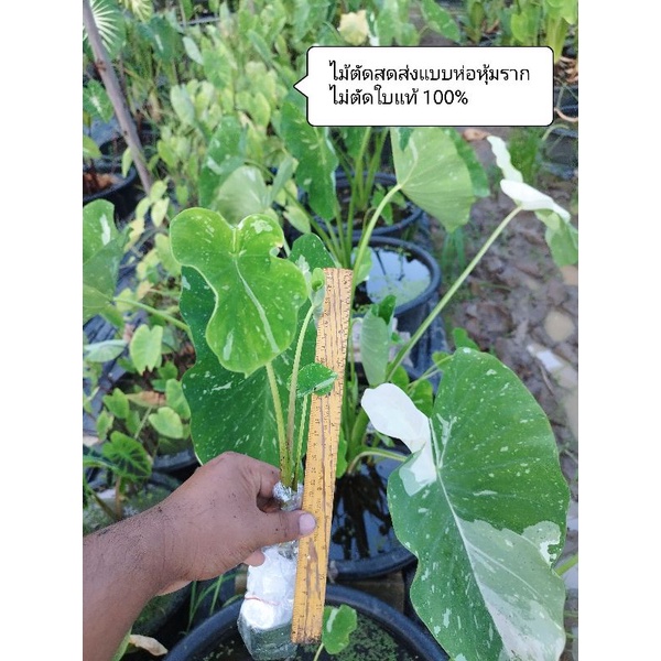มิลค์กี้เวย์ ตัดสด Colocasia Milky Way