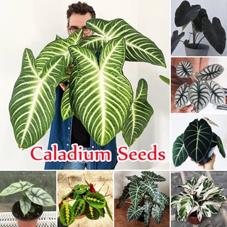 ประเทศไทยพร้อมสต็อก 100เมล็ด Color Mixing Caladium Seeds Flower Seeds ต้นไม้ฟอกอากาศ เมล็ดบอนสี ต้นไม้ประดับ เมล็ดดอกไม้