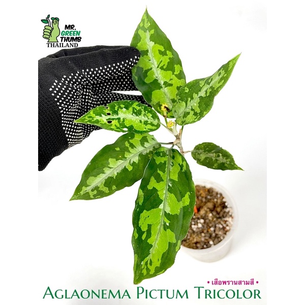 Aglaonema Pictum Tricolor เสือพรานสามสี ยาว ลุ้นติดเมล็ด 2 ช่อ