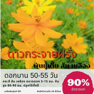 เมล็ดพันธุ์ ดอกดาวกระจายเหลือง/ส้ม 150 เมล็ด ดาวกระจาย cosmos ✅ราคาถูก🪴ปลูกง่าย ดอกสวยมาก🔥ซื้อ10แถม1 คละได้🔥