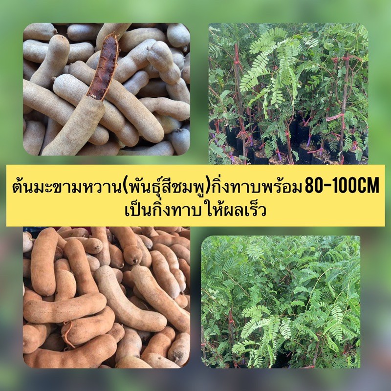 ต้นมะขามหวาน(พันธุ์สีชมพู)กิ่งทาบพร้อม 80-100cm เป็นกิ่งทาบให้ผลเร็ว