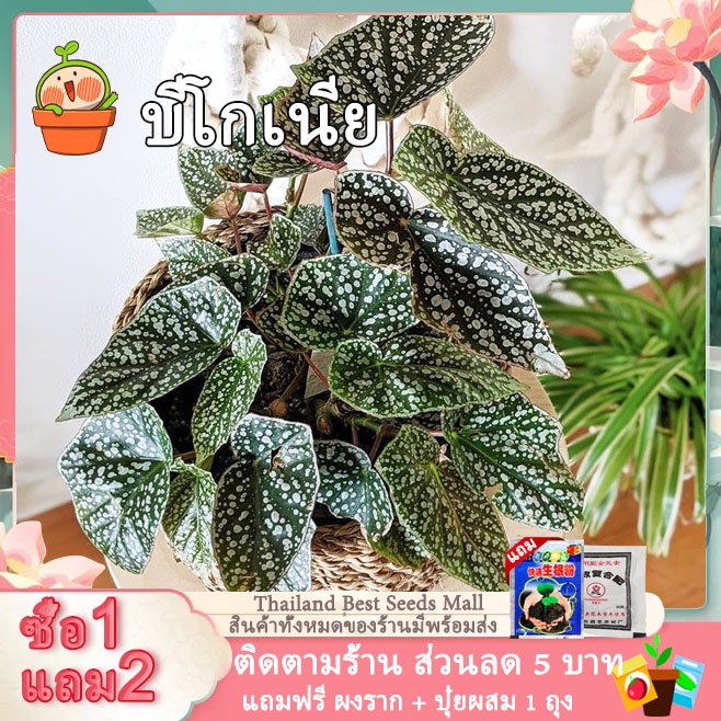 Good Quality บีโกเนีย Mixed Colors Begonia Plants Seeds (50 Seeds) Hosta Plantaginea Flower Seeds ต้