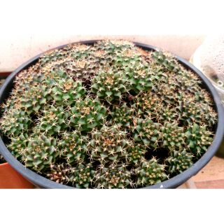 20ต้นขึ้นไปต้นละ1.-แคตตัส "gymnocalycium"