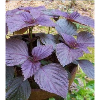 เมล็ด ใบงาแดง เกาหลี ชิโสะแดง Red Perilla ( Shiso ) Seed ) จำนวน 200 เมล็ด