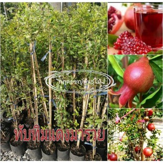 ต้นทับทิม แดงมารวย🍒 สูง80cm กิ่งตอน🍒