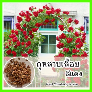 พร้อมส่ง ❗ รเมล็ดพันธุ์แท้ ออกดอกดี  ต้นโตไว ดอกจะเลื้อยไปเรื่อยๆ กุหลาบเลื้อยสีแดง - 50 เมล็ด (ไม่ใช่พืชที่มีชีวิต)