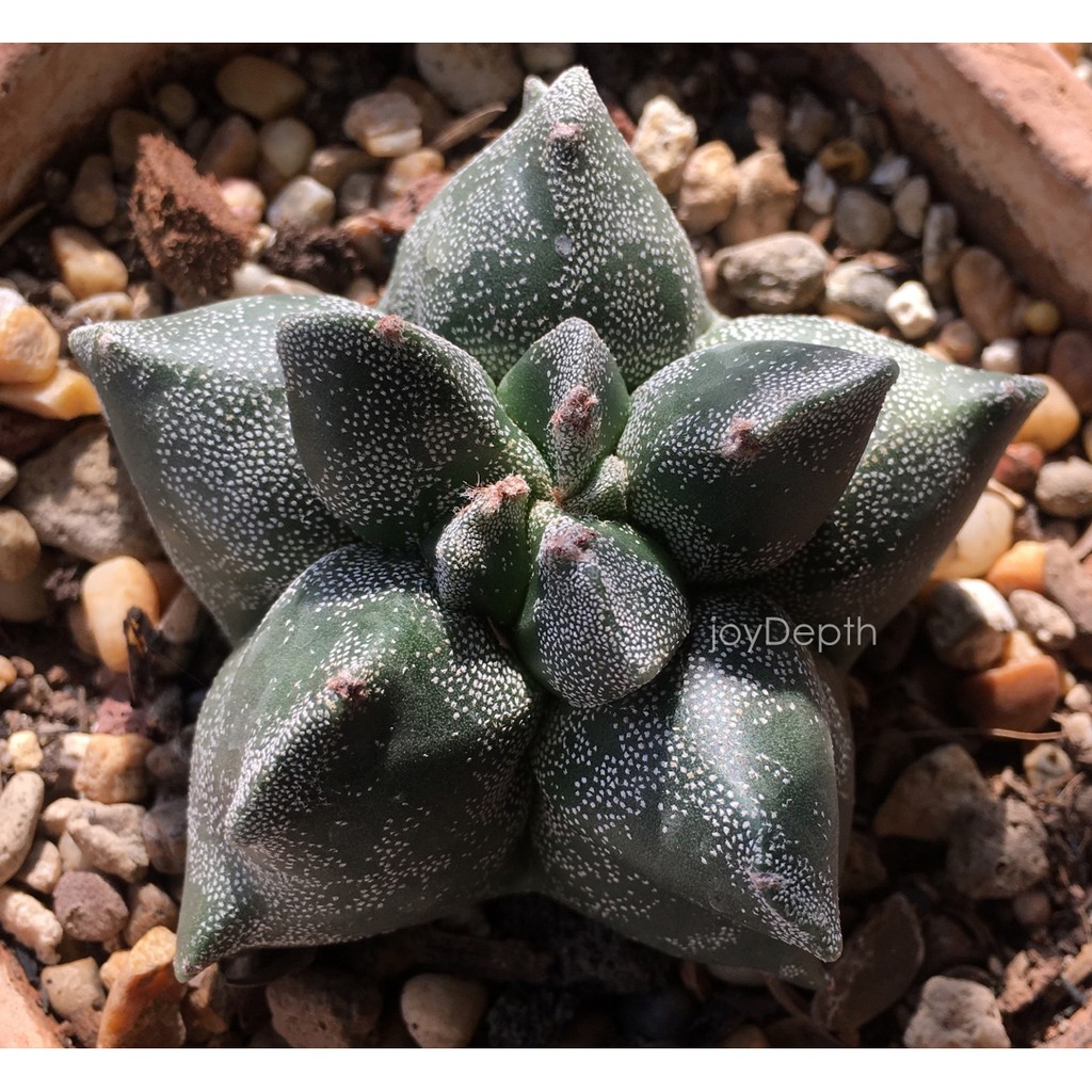 Astrophytum myriostigma Kikko