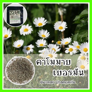 พร้อมส่ง ❗❗ 008 เมล็ดพันธุ์แท้ OP คาโมมาย เยอรมัน - Common German Chamomile เมล็ดพันธุ์ดอกไม้ ราคาถูก