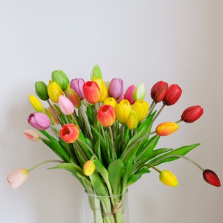 Korean Tulips ดอกทิวลิปปลอมจากเกาหลี