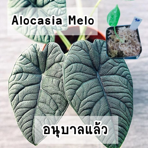 อโลคาเซียเมโล (Alocasia Melo) ไม้เนื้อเยื่อ​ อนุบาลแล้ว