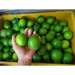 มะนาวไร้เมล็ด( พันธุ์ตาฮิติ ) 🍋เปลือกบาง น้ำเยอะ เก็บสดใหม่ทุกออเดอร์❌ อ่านรายละเอียดก่อนสั่งซื้อนะคะ