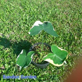 ต้นถุงเงินถุงทอง (Alocasia Mickey Mouse) ส่งพร้อมกระถาง