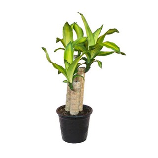 ต้นวาสนา ขนาดเล็ก สวนปณีตา DRACAENA PANEETA GARDEN SIZE S