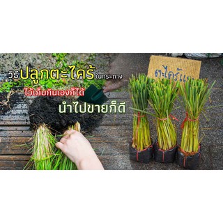 ต้นพันธ์ุตะไคร้ สำหรับใส่แกง ใส่อาหาร ชุดละ 12 ต้น