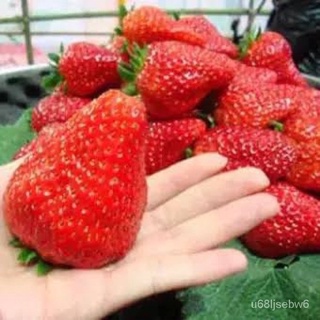 ถูก ใหม่ สายพันธุ์เมล็ดพันธุ์ สตอเบอรี่ยักษ์ 30 เมล็ด (Giant Strawberry Seed) X60K