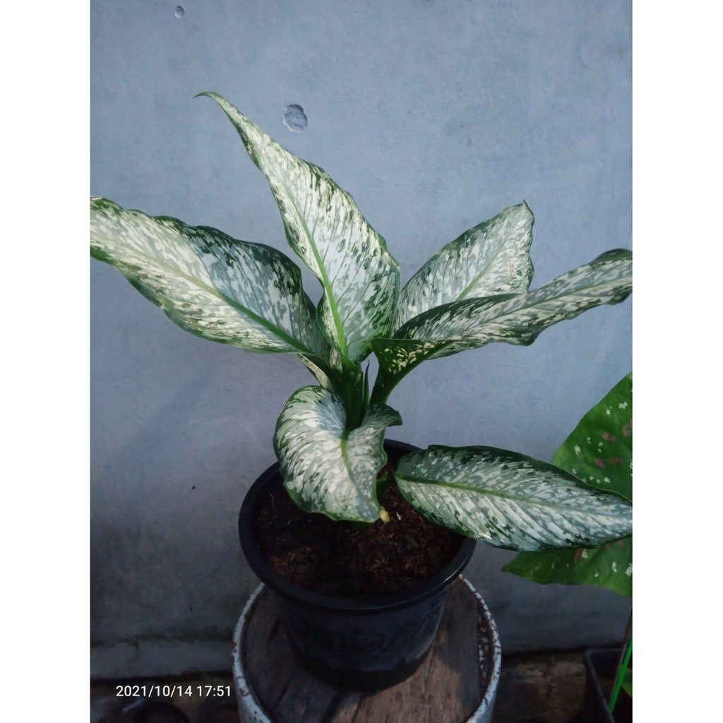 อโกลนีมา อุดมทรัพย์ (Aglaonema sp. ‘Udomsap’)