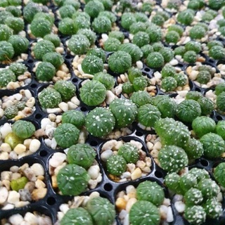 แอสโตรไฟตั้มหัวแฝด(แบบสุ่ม) ราคาเบาๆ astrophytum cactus แคคตัส กระบองเพชร