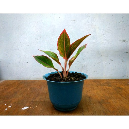 seeds Aglaonema Red Lipstickc50 เมล็ด (ไม่ใช่พืชที่มีชีวิต)