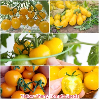 เมล็ดพันธุ์แท้100% 100แคปซูลต่อแพ็คYellow Cherry Tomato Tree Seedsบอนไซ ของแต่งสวน มีคุณค่าทางโภชนาการสูง อัตราการงอกสูง