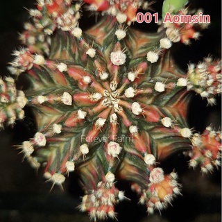 ไม้กราฟ 001(ออมสิน) แคคตัส ยิมโนด่าง cactus