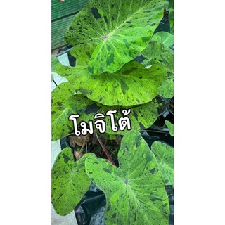 โคโลคาเซีย โมจิโต้ (Colocasia mojito)  ตัดสด