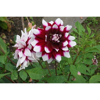 1 เหง้า/ชุุด รักเร่ Dahlia สายพันธุ์ Mystery Day หัวรักเร่ ดอกไม้ ดอกรักเร่ เหง้า นำเข้า ยุโรป หัวสดใหม่