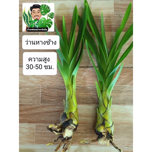 ว่านหางช้าง🌱เพชรหึง🌱