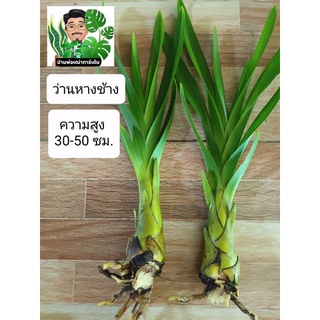 ว่านหางช้าง🌱เพชรหึง🌱