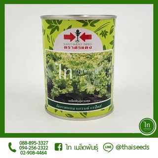 ผักกาดหอม แกรนด์ แรปิดส์ เมล็ดพันธุ์ ผักกาดหอม ลูกผสม ตรา ศรแดง บรรจุ 300 / 50 กรัม