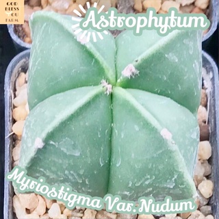 [มายริโอ้สติกม่านูดัม 4 พลูไซส์ใหญ่] Astrophytum Myriostigma Var.Nudum  ส่งพร้อมกระถาง แคคตัส Cactus Succulent Haworthia