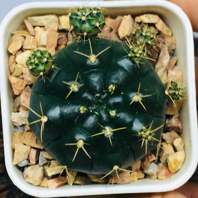 ยิมแม่ลูกดก (Gymnocalycium anisitsii damsii)