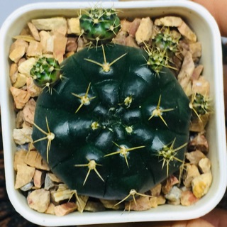 ยิมแม่ลูกดก (Gymnocalycium anisitsii damsii)