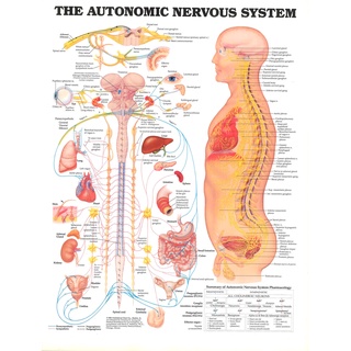 The AUTONOMIC NERVOUS SYSTEM โปสเตอร์ผ้าไหม พิมพ์ลายไดกราม สําหรับตกแต่งผนังบ้าน