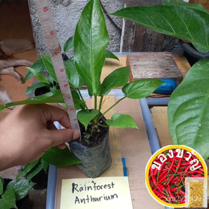 Rainforest Anthurium生菜/通心菜/文胸/苹果/男装/帽子/seeds/向日葵/花园/手链//กุหลาบ OVY0
