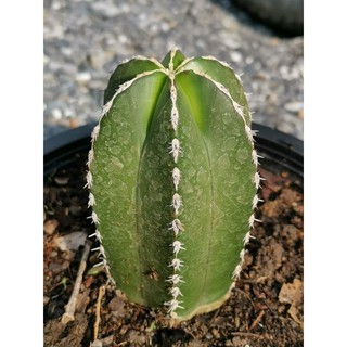 pachycereus marginatus ตอสร้อยไข่มุก ไม้ลำ # Cactus แคคตัส กระบองเพชร ไม้อวบน้ำ ไม้กราฟ ราคาถูก​ สร้อยไข่มุข